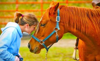 horse health insurance