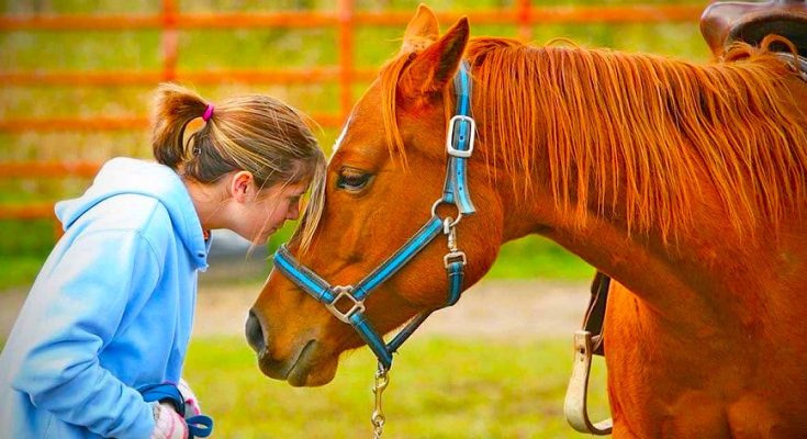 horse health insurance